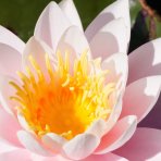Lekno (Nymphaea) ´MADAME WILFRON GONNER´ - ⌀ 25-35 cm, kont. C5L